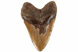 Very Heavy, 6.23" Fossil Megalodon Tooth - Monster Meg Tooth - #199692-2